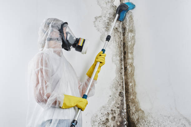 Best Biohazard Mold Removal  in Moss Bluff, LA